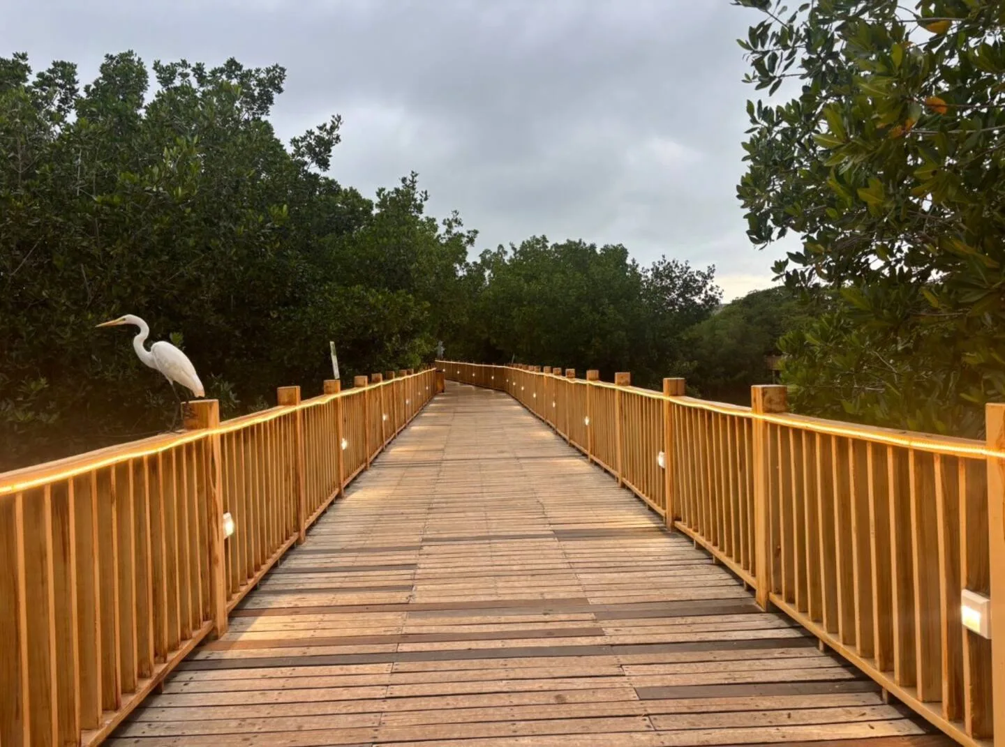 Sendero de madera junto al manglar